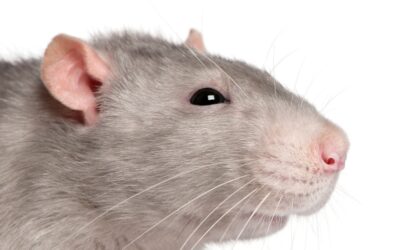 ¿Plagas de ratas? Consejos para acabar con ellas