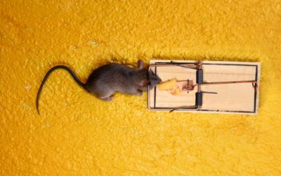 ¿Hay ratas o ratones merodeando por tu hogar? Aquí os dejamos algunos remedios.