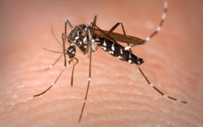 Consejos para evitar las picaduras del mosquito tigre