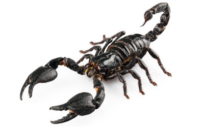 Los insectos más peligrosos y venenosos del mundo