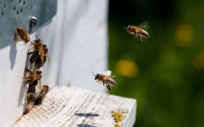 Insectos comestibles alrededor de todo el mundo