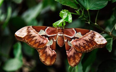 Los insectos más raros del planeta