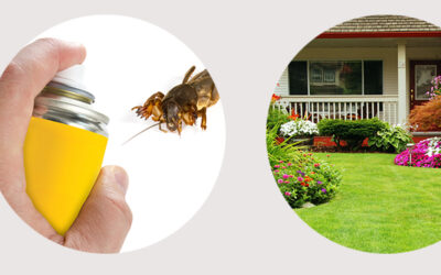 Productos de uso doméstico para control de plagas en Almeria