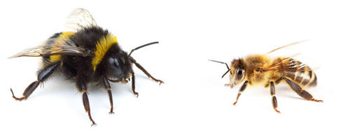 Diferencia entre abejas y abejorros - Hisal