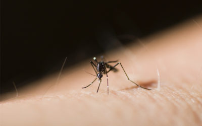Cómo acabar definitivamente con los mosquitos de la humedad
