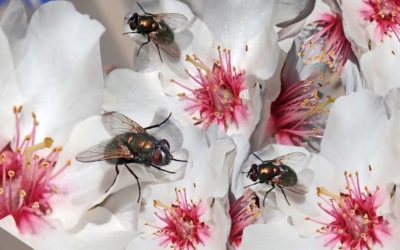 ¿Por qué contar con la ayuda de un exterminador de plagas?