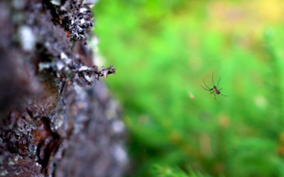 Picaduras de arañas comunes. ¿Cómo saber si te ha picado?