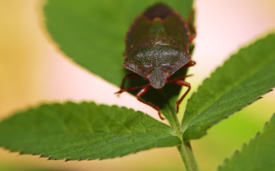 ¿Qué es la chinche apestosa? ¿Es peligrosa para los humanos?