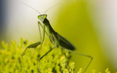 Encontrarse con una mantis religiosa: Curiosidades