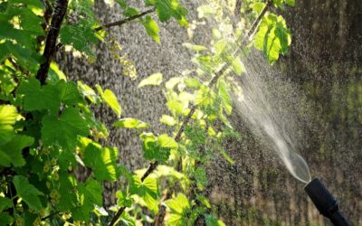 ¿Cómo llevar a cabo la fumigación de procesionaria?