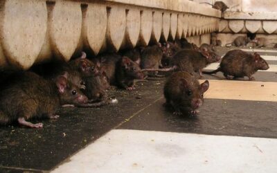 🐜 ¿Problemas con insectos o roedores en tu hogar o negocio? ¡Hisal Control de Plagas tiene la solución!