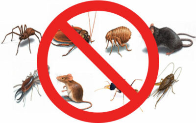 🐜 ¿Te enfrentas a una plaga en tu hogar o negocio? ¡No te preocupes más! En Hisal tenemos la solución para ti.