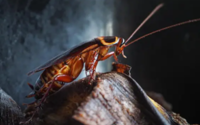 Descubre los Sitios Más Comunes en Viviendas Donde se Ocultan las Cucarachas y Cómo Exterminarlas con Hisal Control de Plagas