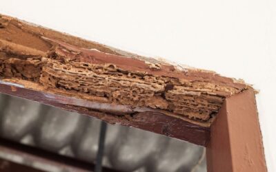 ¡Protege tu hogar o negocio de los insectos xilófagos con los tratamientos de alta tecnología de Hisal!