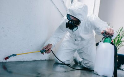 Protege tu Hogar o Negocio con Hisal: Soluciones Sostenibles contra Plagas