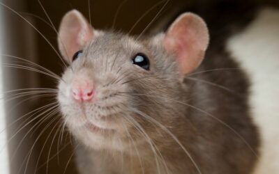 ¡Di adiós a las ratas en tu hogar y negocio con Hisal!