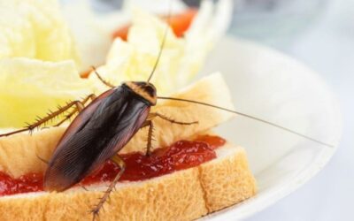 ¿Cucarachas en tu Restaurante? Protege tu Negocio con Hisal
