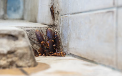 ¿Insectos en los rincones más insospechados? En Hisal los encontramos y eliminamos por completo