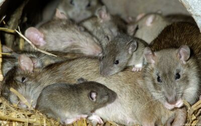 ¿Ratas en invierno? Protege tu hogar con Hisal en Almería